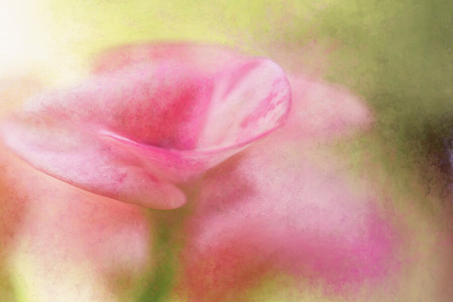 Graceful Beauty Photograph by Dodie Ross Graceful Beauty Photograph by Dodie Ross