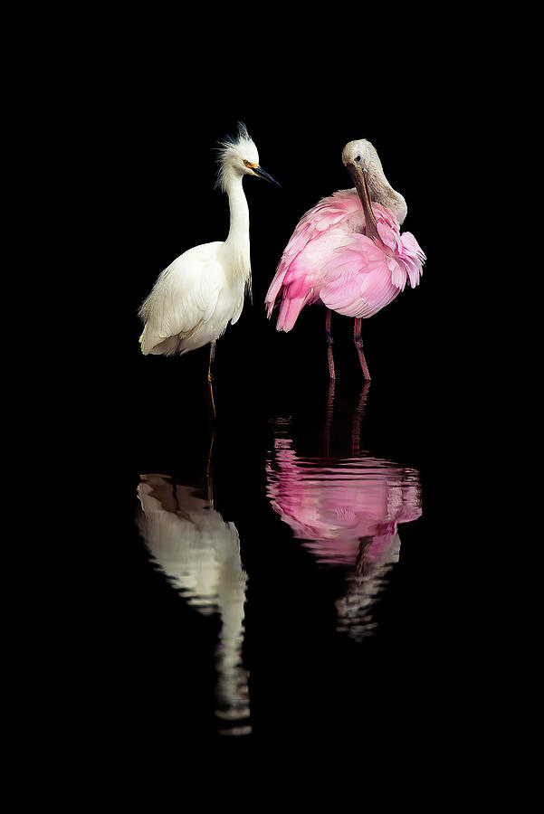 Graceful birds Photograph by Serge Skiba
