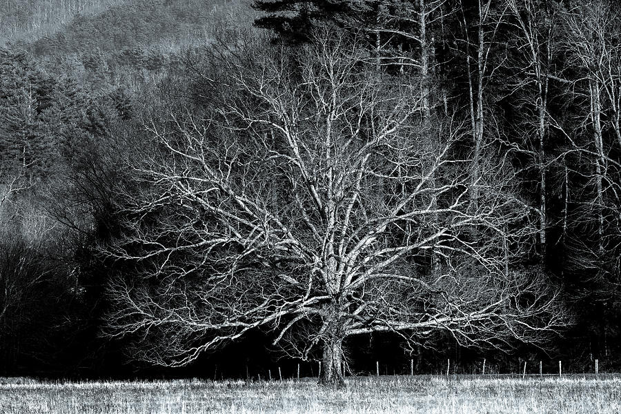 Graceful Branches, Black and White Photograph by Marcy Wielfaert