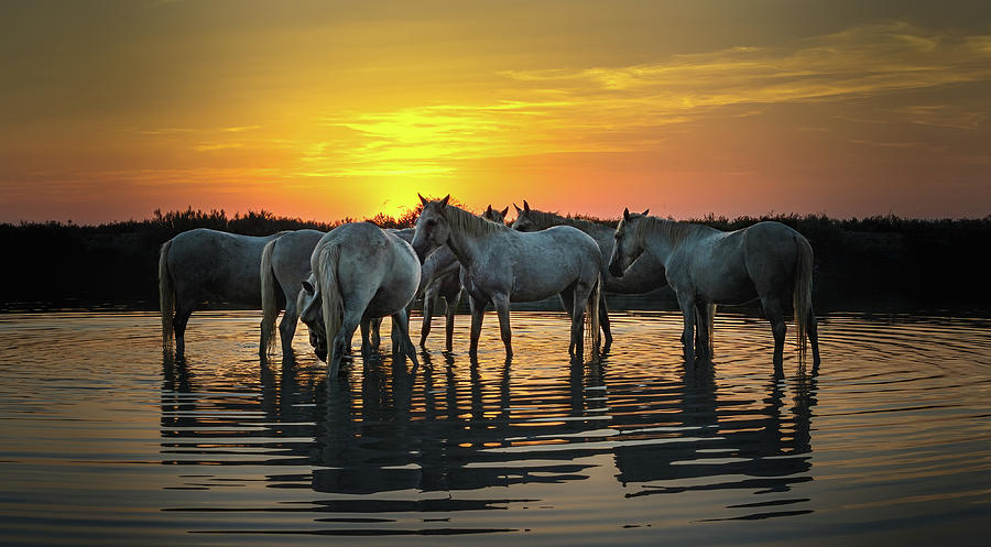 Graceful Camargue Horses at Dusk Photograph by Joanne Eastope Graceful Camargue Horses at Dusk Photograph by Joanne Eastope
