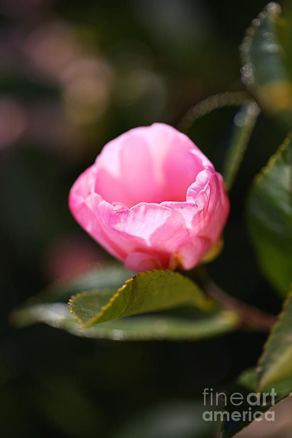 Graceful Camellia Sasanqua Photograph by Joy Watson