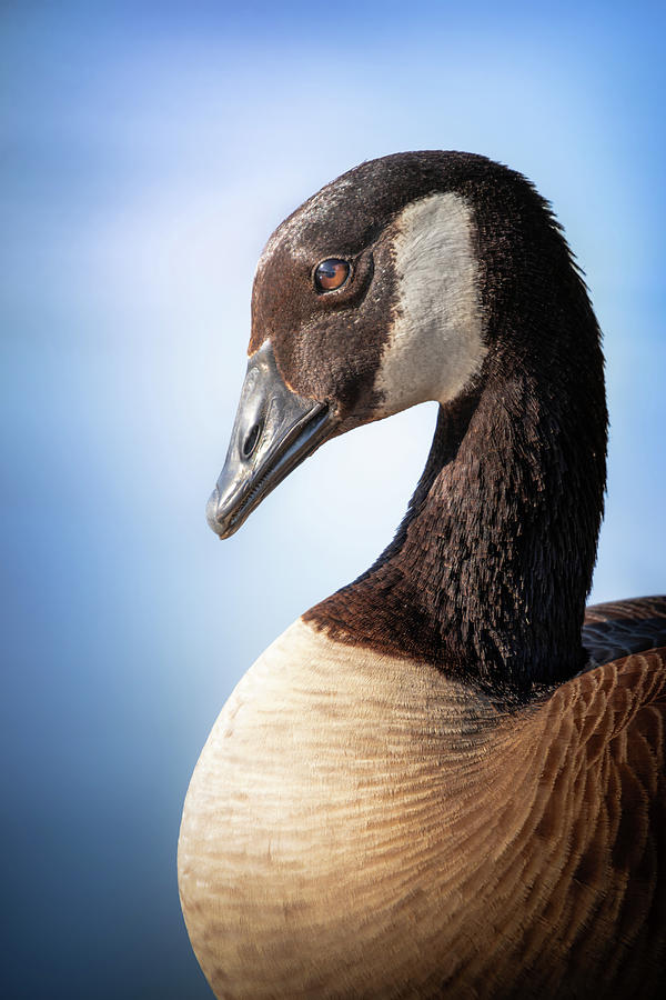 Graceful Canada Goose  Photograph by Jordan Hill