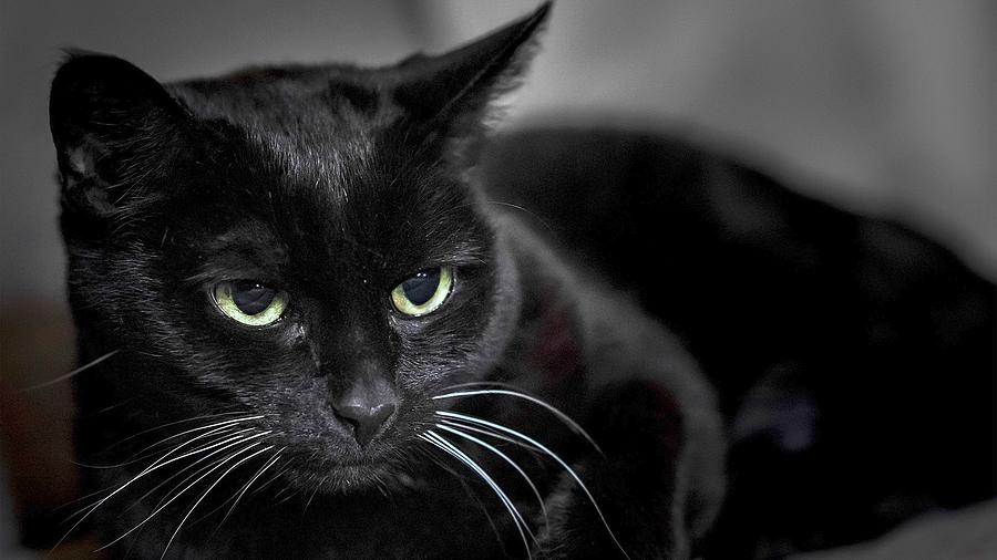 Graceful Cute Dark Fur Tomcat UHD Photograph by Art Twister - Fine Art ...