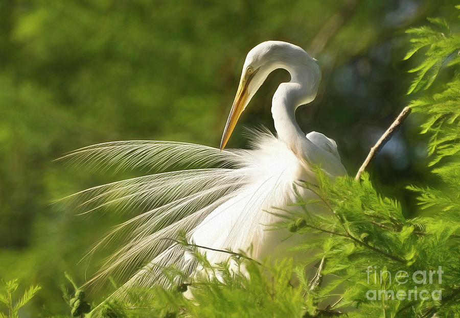 Graceful Egret Photograph by Kathy Baccari