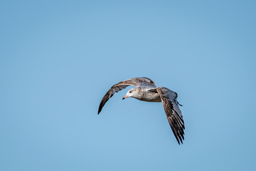 Graceful Flight of a Seagull Photograph by Debra Martz