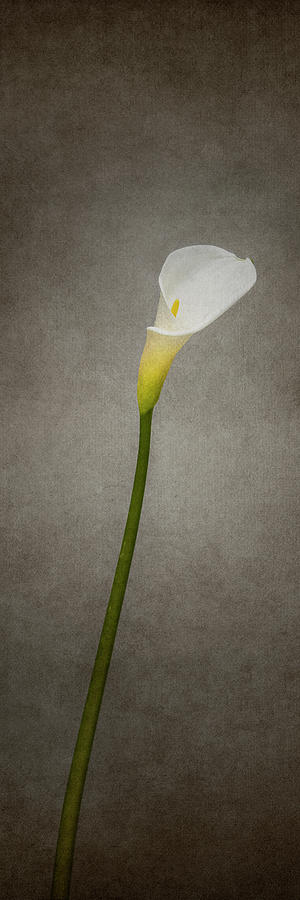 Graceful flower - Calla No. 2 - vintage style panorama Photograph by Melanie Viola