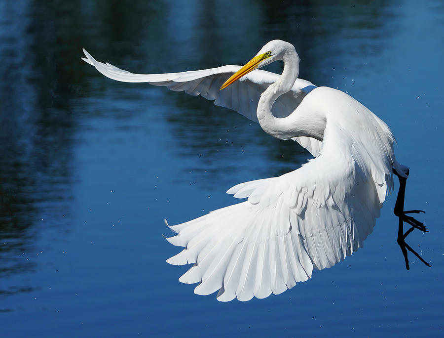 Graceful Great Egret Photograph by Larry Marshall