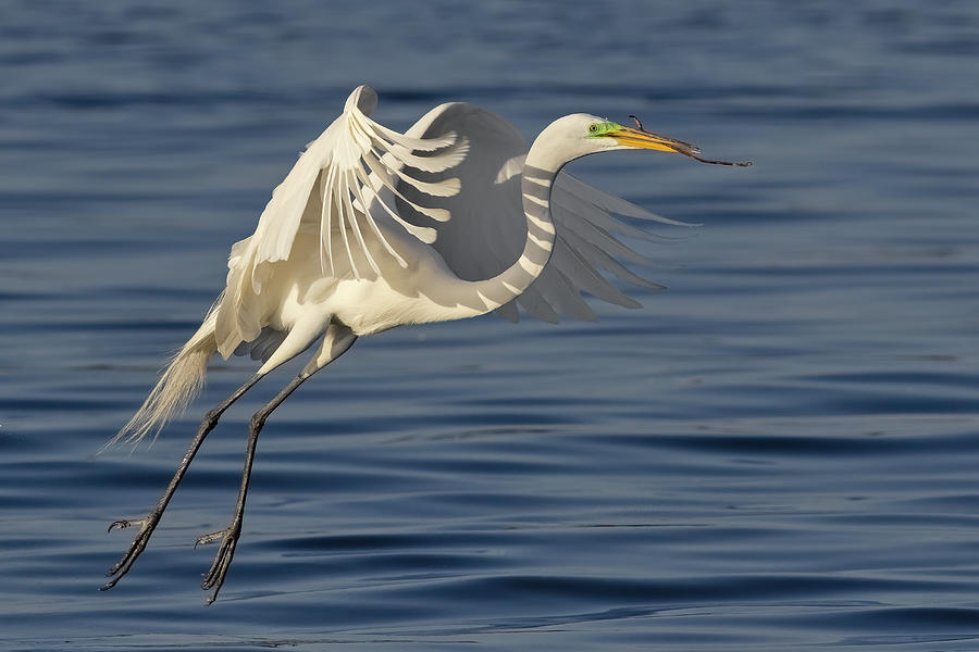 Graceful Great Egret Photograph by Susan Candelario