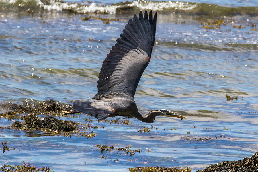 Graceful Heron Photograph by Michelle Pennell