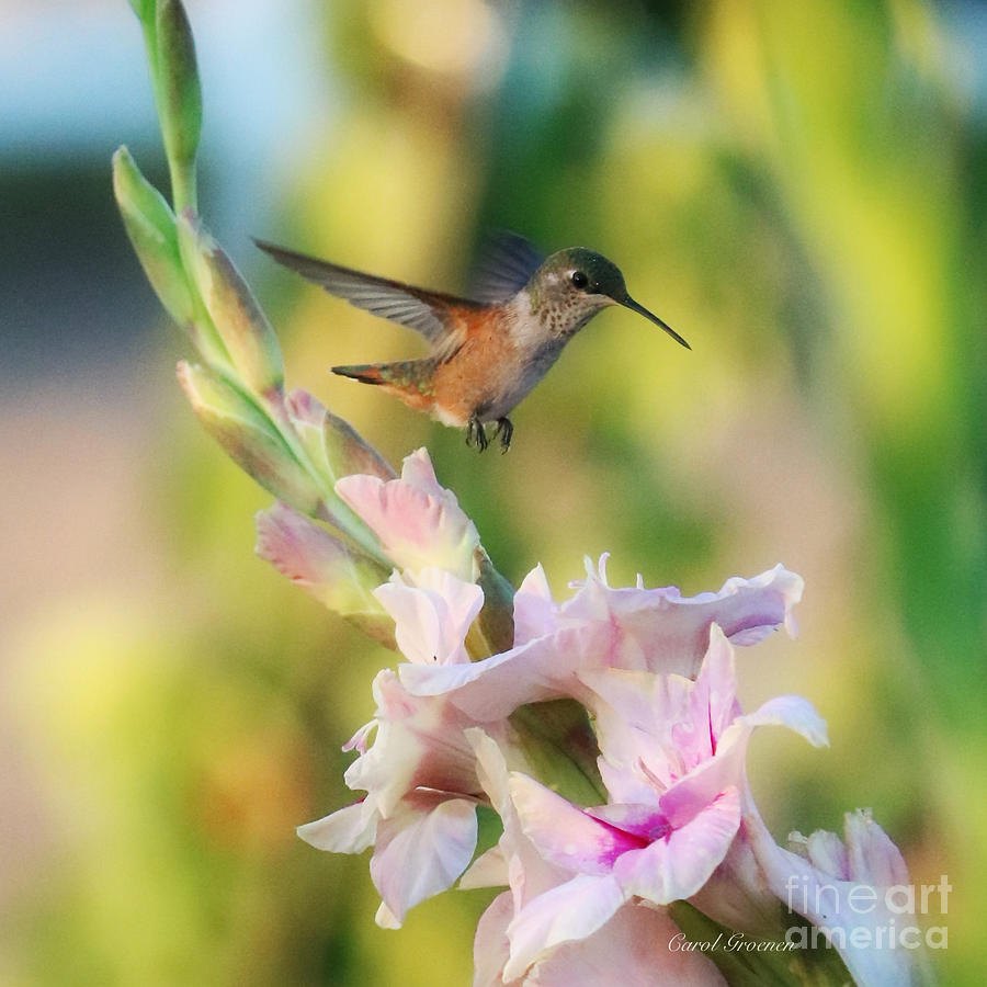 Graceful Hummingbird Moment Photograph by Carol Groenen