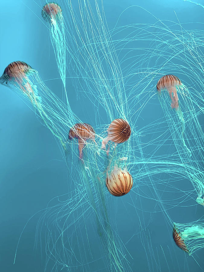 Graceful Jellyfish Photograph by Laura Fasulo