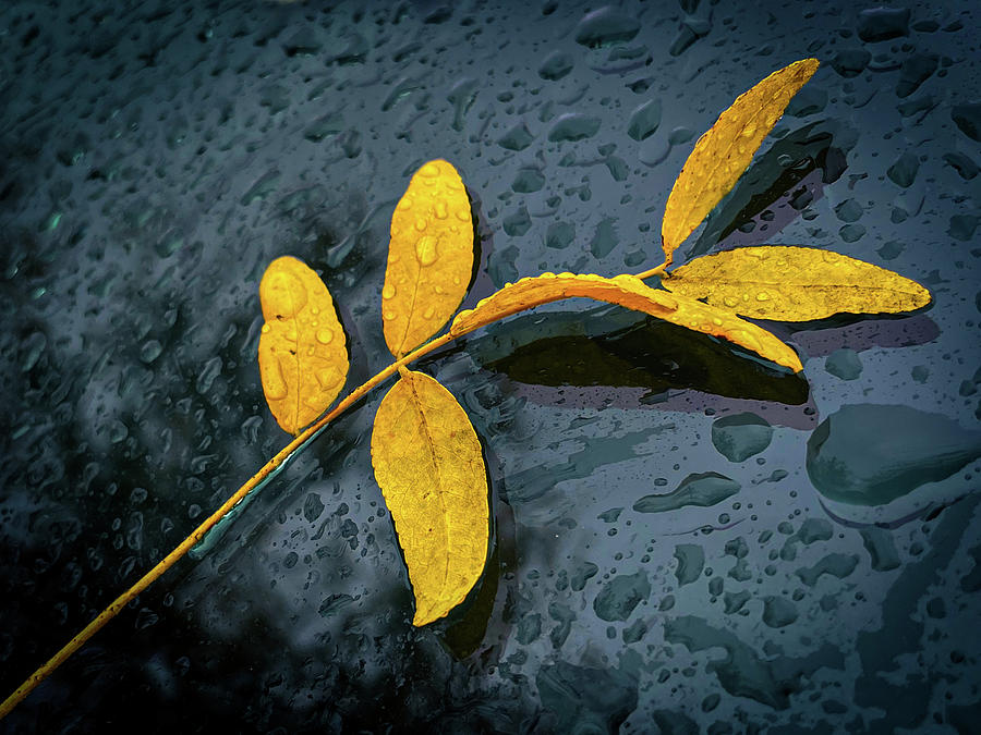 Graceful Leaves in the Rain Photograph by Karen Smale