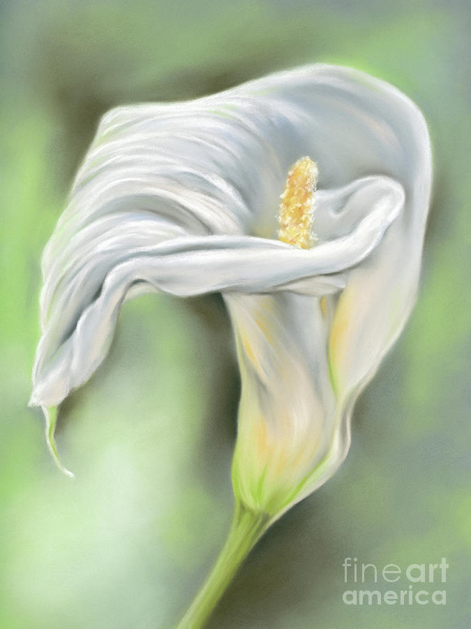 Graceful Lily Flower White Calla Painting by MM Anderson
