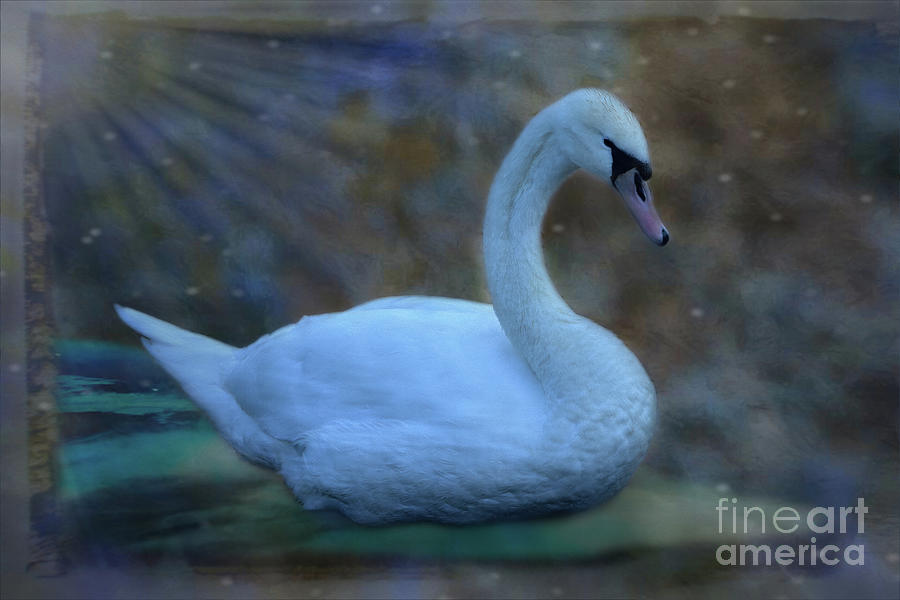 Graceful Mute Swan Photograph by Yvonne Johnstone