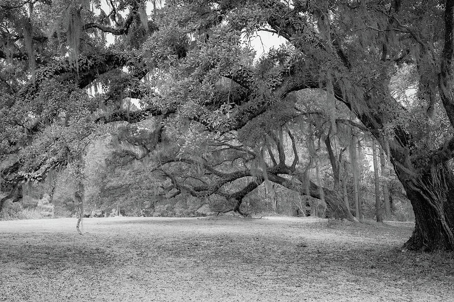 Graceful Oaks Photograph by Cindy Robinson