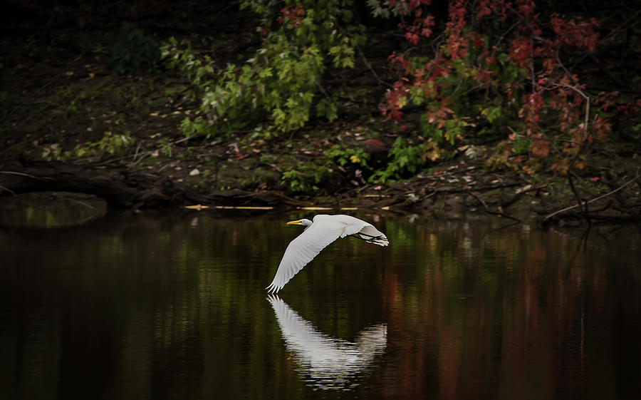 Graceful Over Still Water Photograph by Ray Congrove