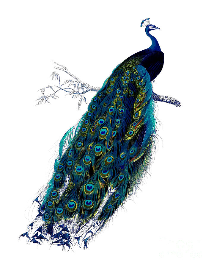 Peacock Digital Art - Graceful Peacock by Madame Memento