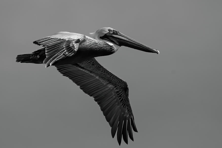 Graceful Pelican soaring over the waves Photograph by John Ruggeri