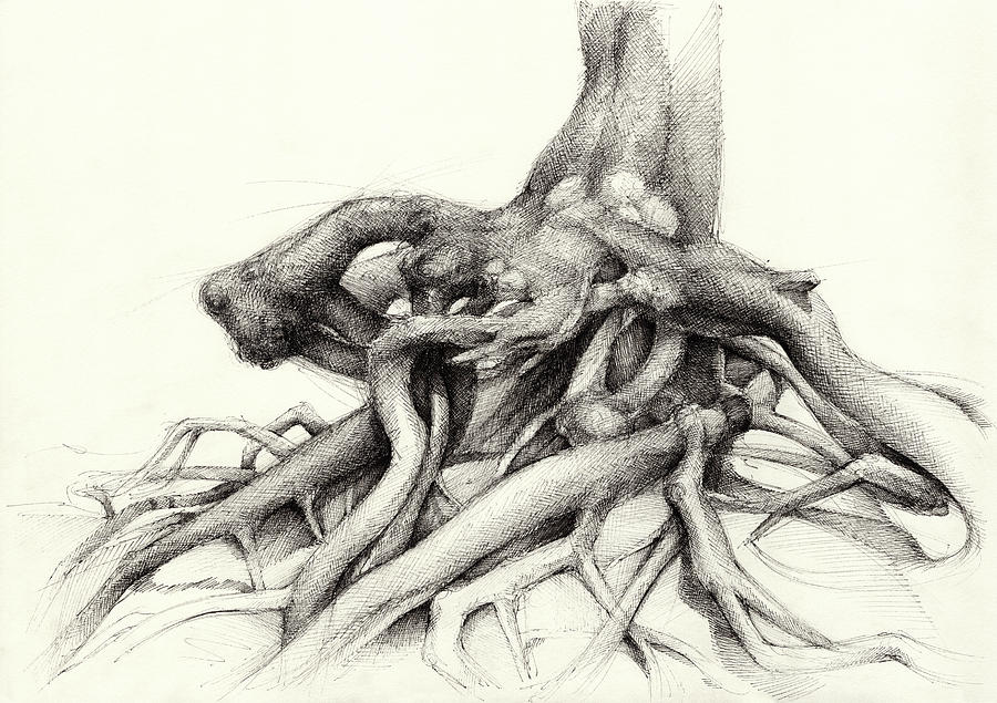 Graceful root in the forest Drawing by Adriana Mueller