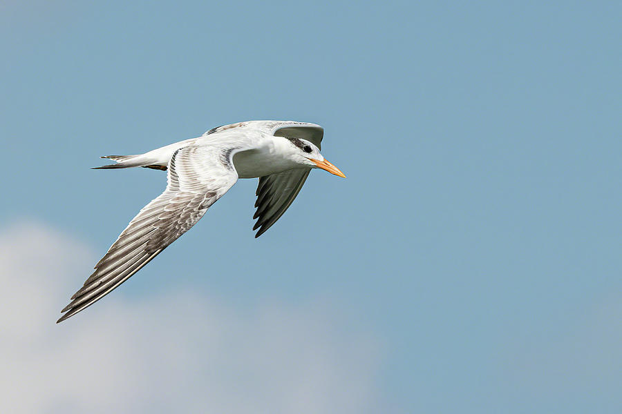 Graceful Royal Tern I Photograph by Dawn Currie