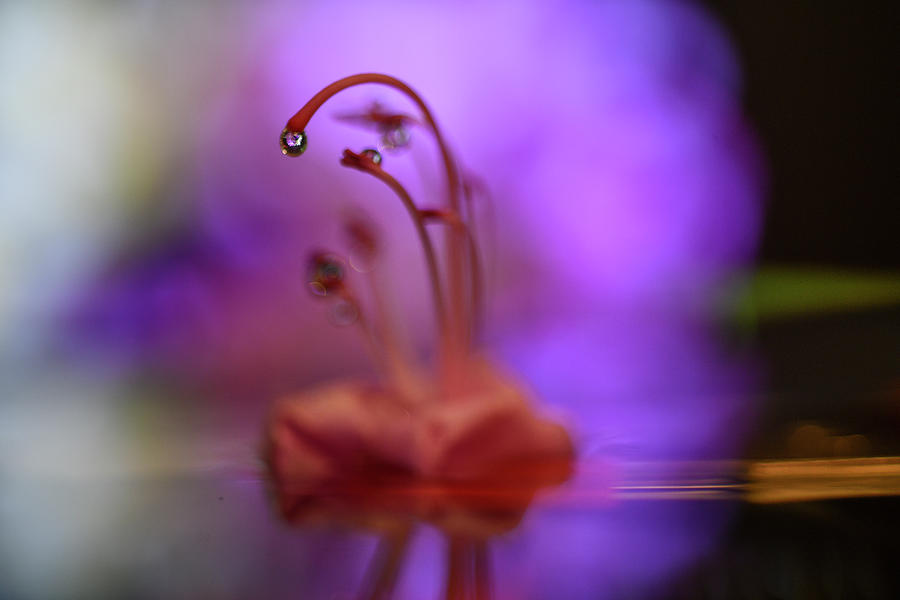 Graceful stem with water drop Photograph by Dan Friend