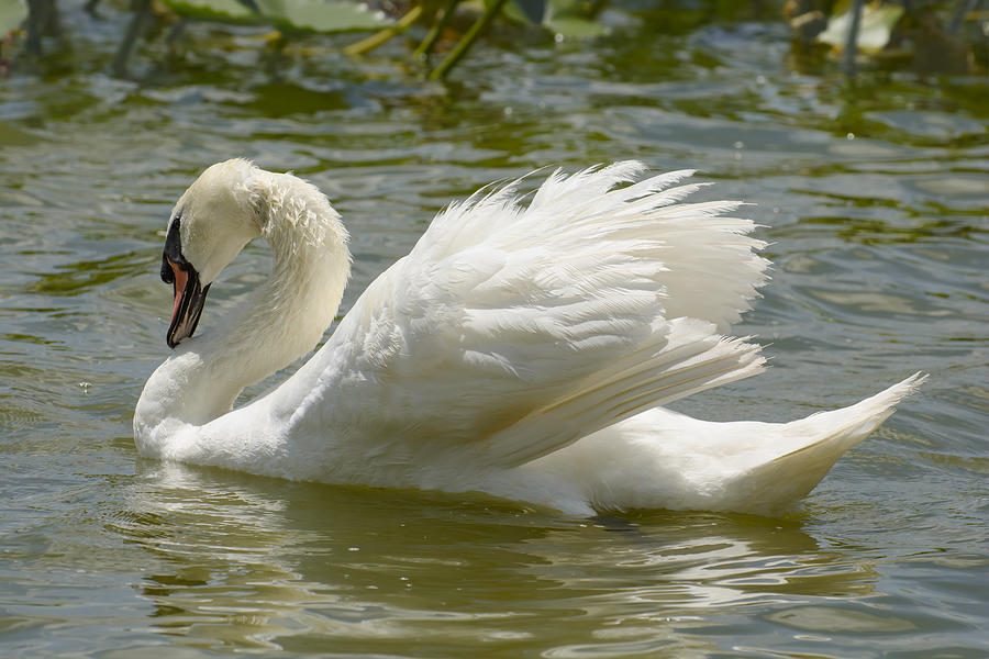 graceful-swan-photograph-by-zina-stromberg-pixels