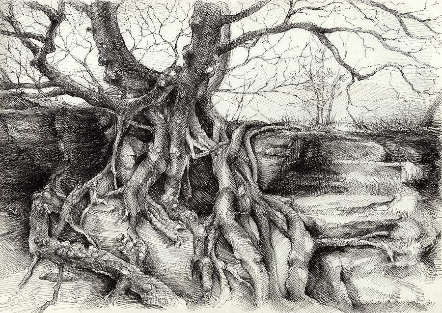 Graceful tree that grows on the sandstone Drawing by Adriana Mueller