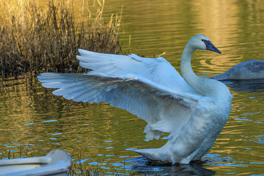Graceful Trumpeter Swan Photograph by Michelle Pennell