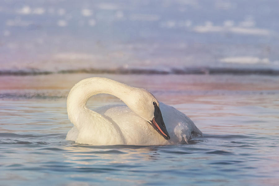 Graceful Trumpeter Swan Neck Photograph by Patti Deters