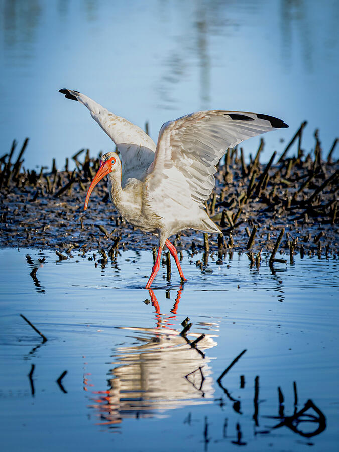 Graceful White Ibis Photograph by Galen Mills - Fine Art America