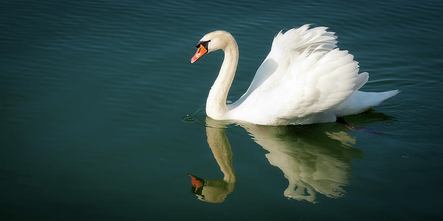 Graceful white swan floating Photograph by Tatiana Travelways