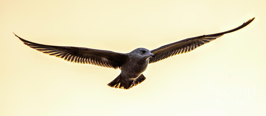 Graceful Wings of a Bird Photograph by Sandra Js