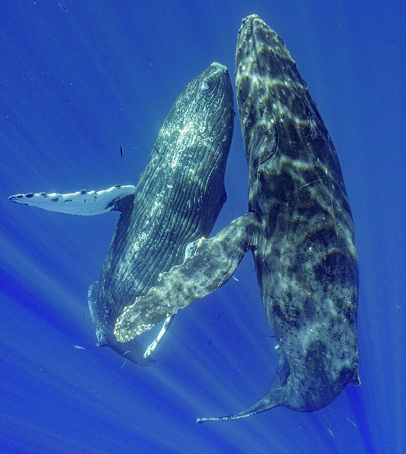 Graceful Humpback Whales Photograph by Flip Nicklin Graceful Humpback Whales Photograph by Flip Nicklin