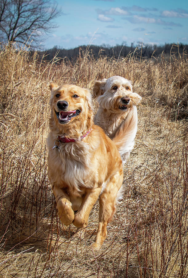 Dog Photograph - Gracie and Carley Having Fun by Phil And Karen Rispin