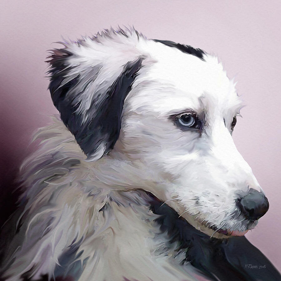 Gracie. Border Collie Digital Art by Bamalam Art Gracie. Border Collie Digital Art by Bamalam Art