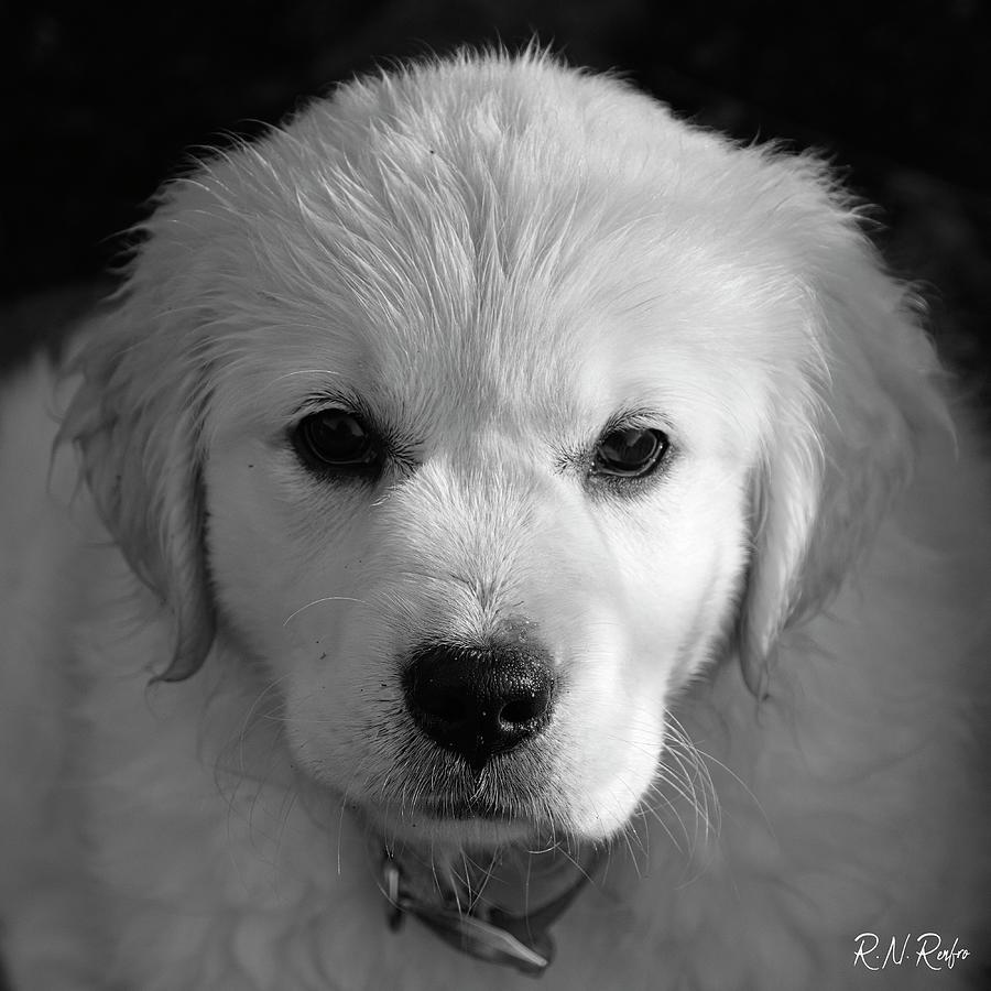 Gracie Mae Photograph by Roger Renfro - Fine Art America