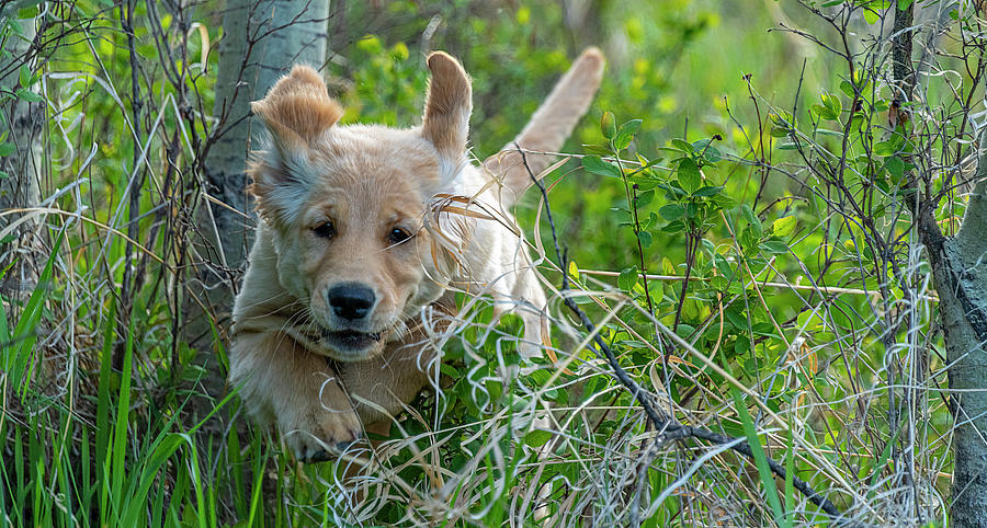 Dog Photograph - Gracie Running Through the Bush by Phil And Karen Rispin