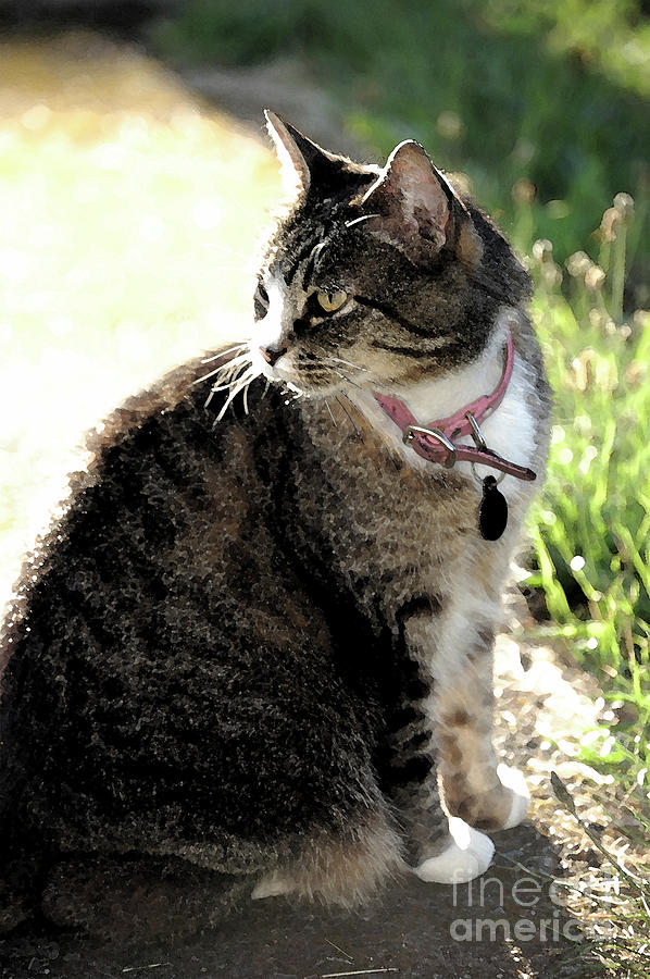 Back Yard Tiger Cat on the Prowl by Rose De Dan