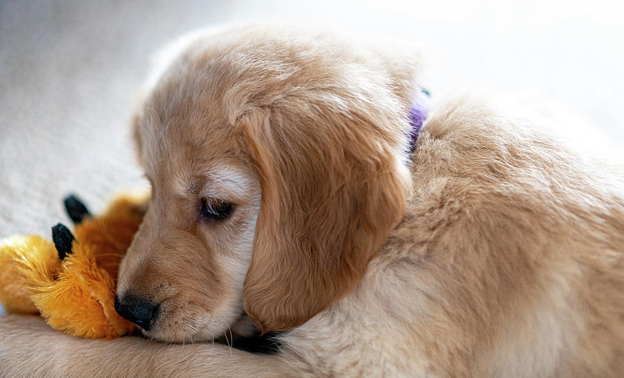 Dog Photograph - Gracie The Golden Retriever Pup by Phil And Karen Rispin