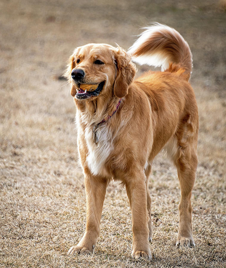 Golden Retriever Photograph - Gracie with a Ball by Phil And Karen Rispin