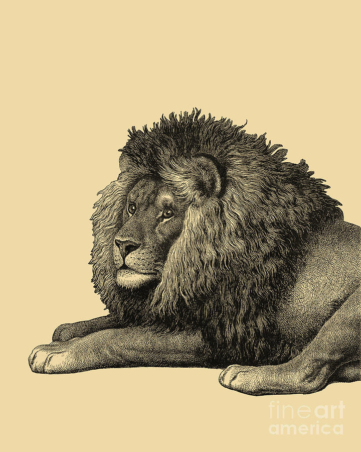 Lion Digital Art - Gracious Lion by Madame Memento