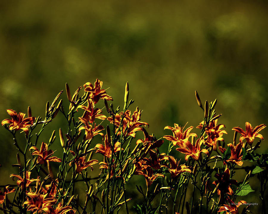 Day Lilies in a Pasture Photograph by Al Griffin