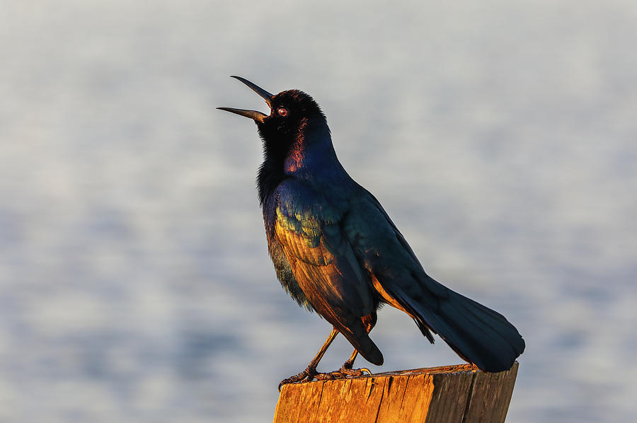 Grackle Bird Photograph by Juergen Roth