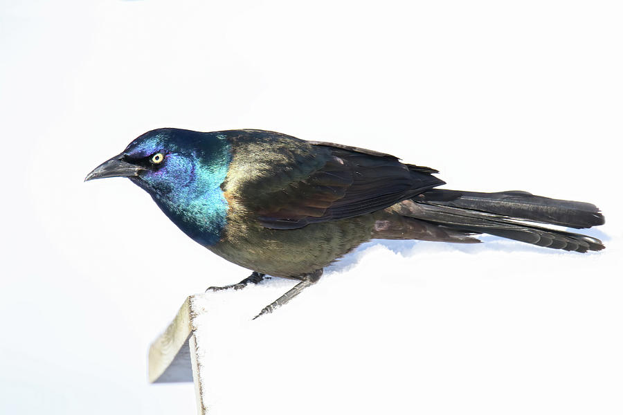 Grackle Photograph by Brook Burling