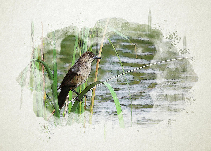 Grackle by the Lake Digital Art by Alison Frank