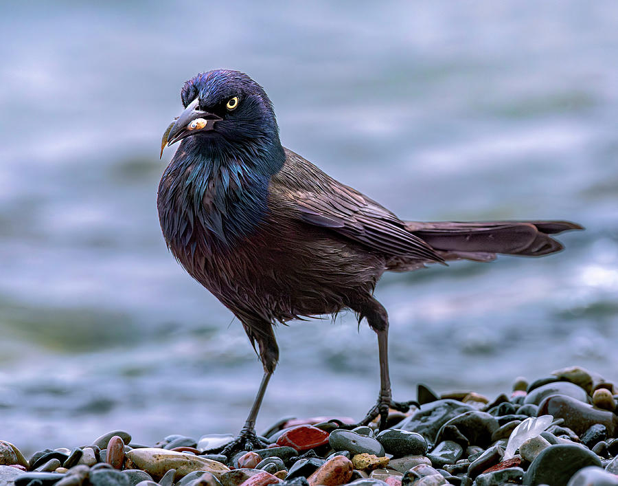Grackle - Catch of the Day Photograph by Rick Shea
