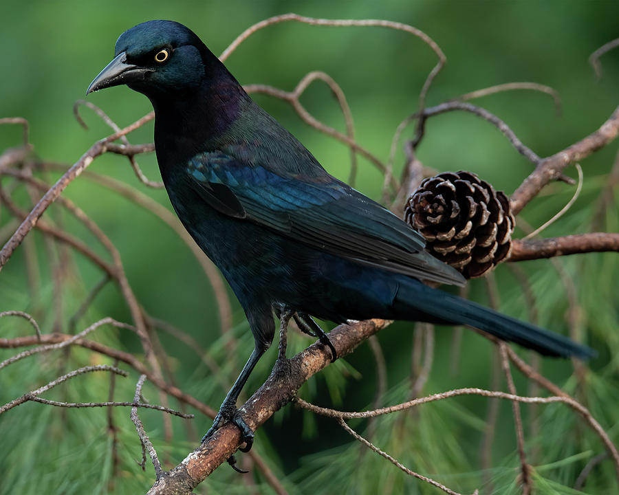 Grackle Giving The Look Photograph by Don Durfee