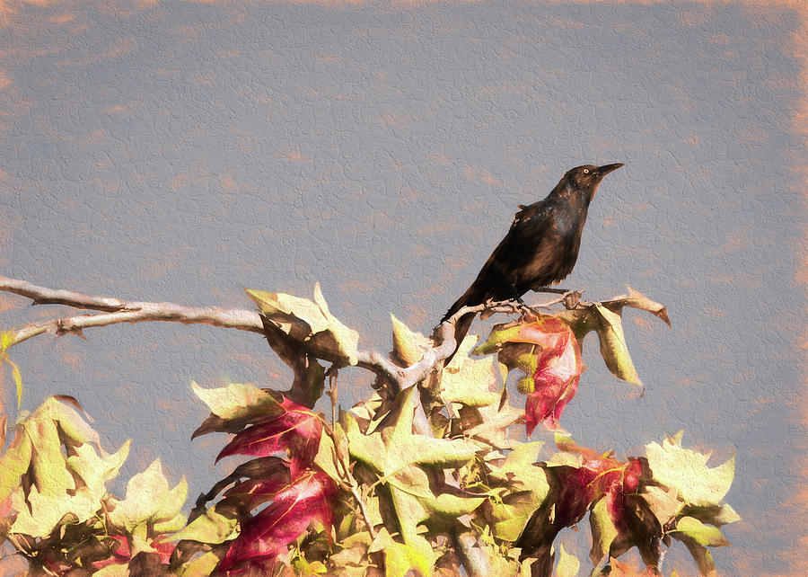 Grackle in Autumn Photograph by Alison Frank
