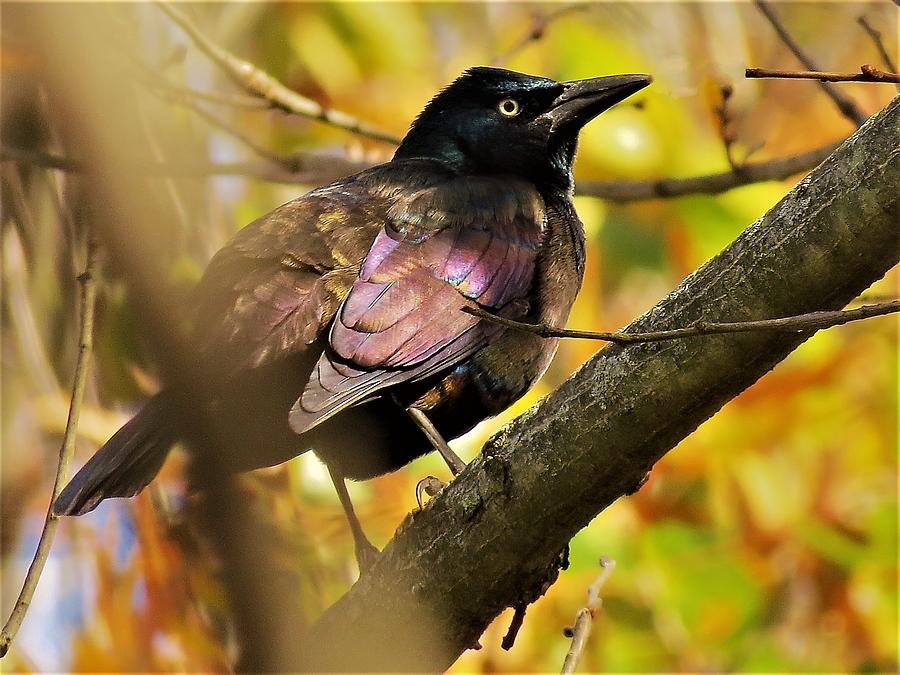 Grackle in Autumn Photograph by Linda Stern