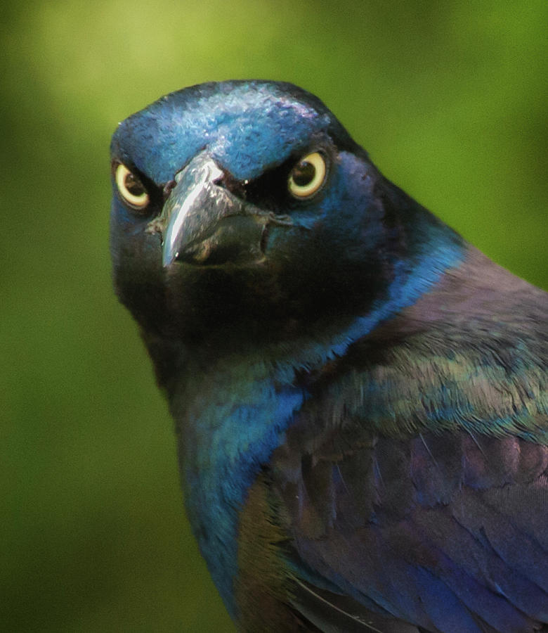 Grackle in Black and Blue Photograph by Jim Moore